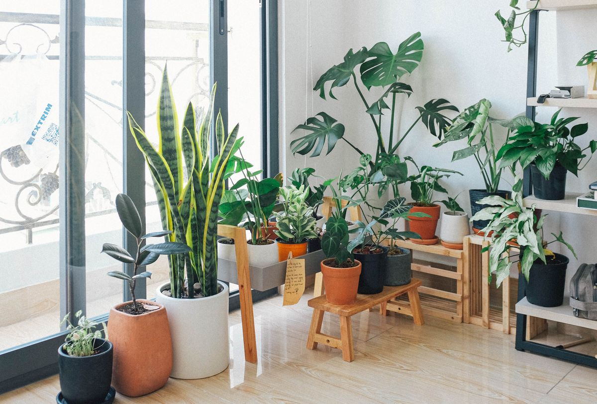 How to Use Trees, Shrubs, and Groundcovers for Visual Impact