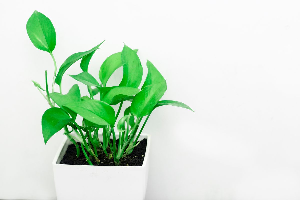 Spider Plant Care Guide: Watering, Light Growth Tips