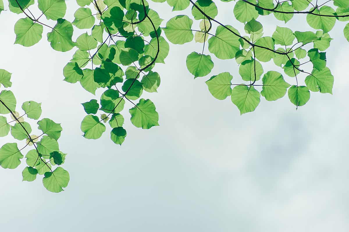 How to Create a Low-Maintenance Outdoor Garden