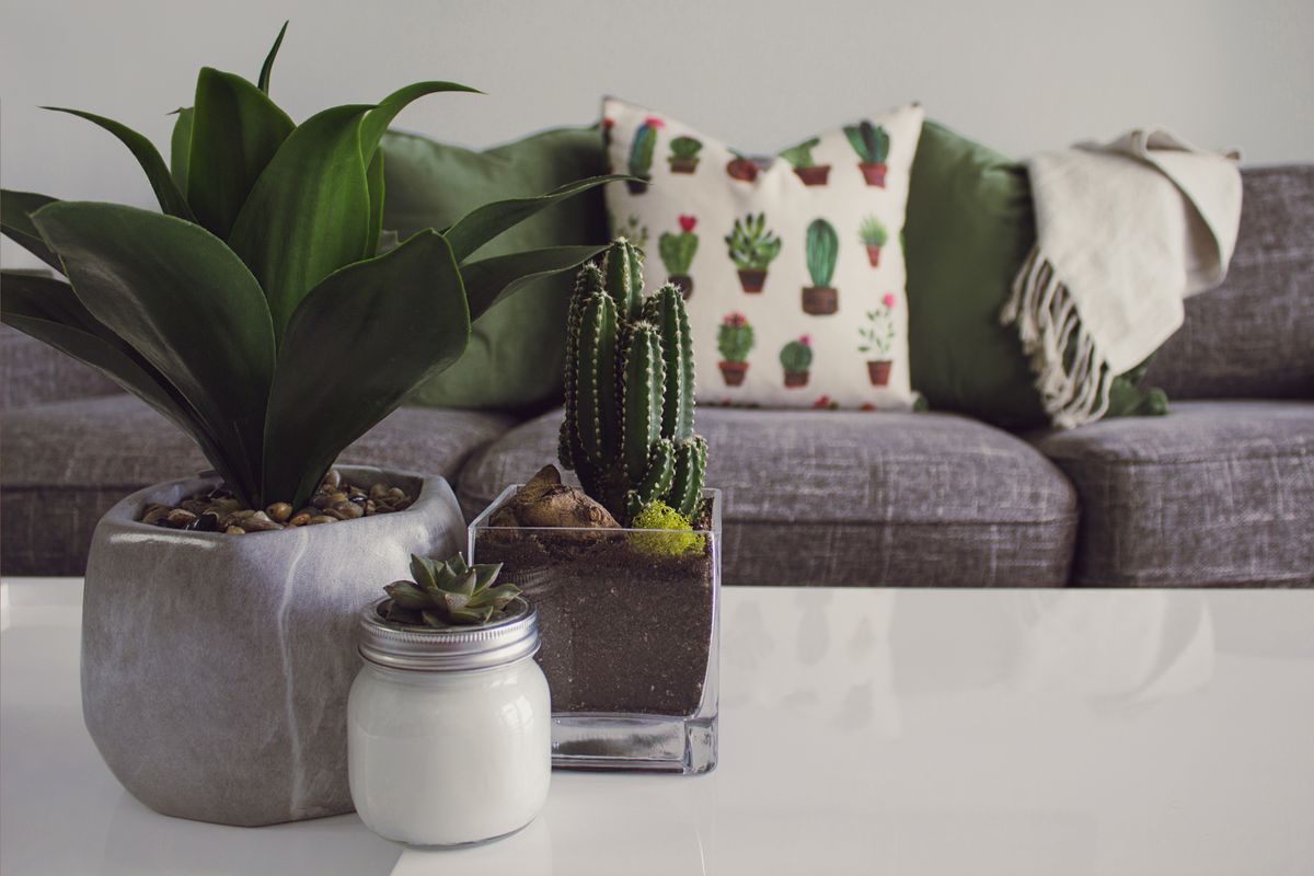 Choosing the Best Soil and Pots for Healthy Plant Growth