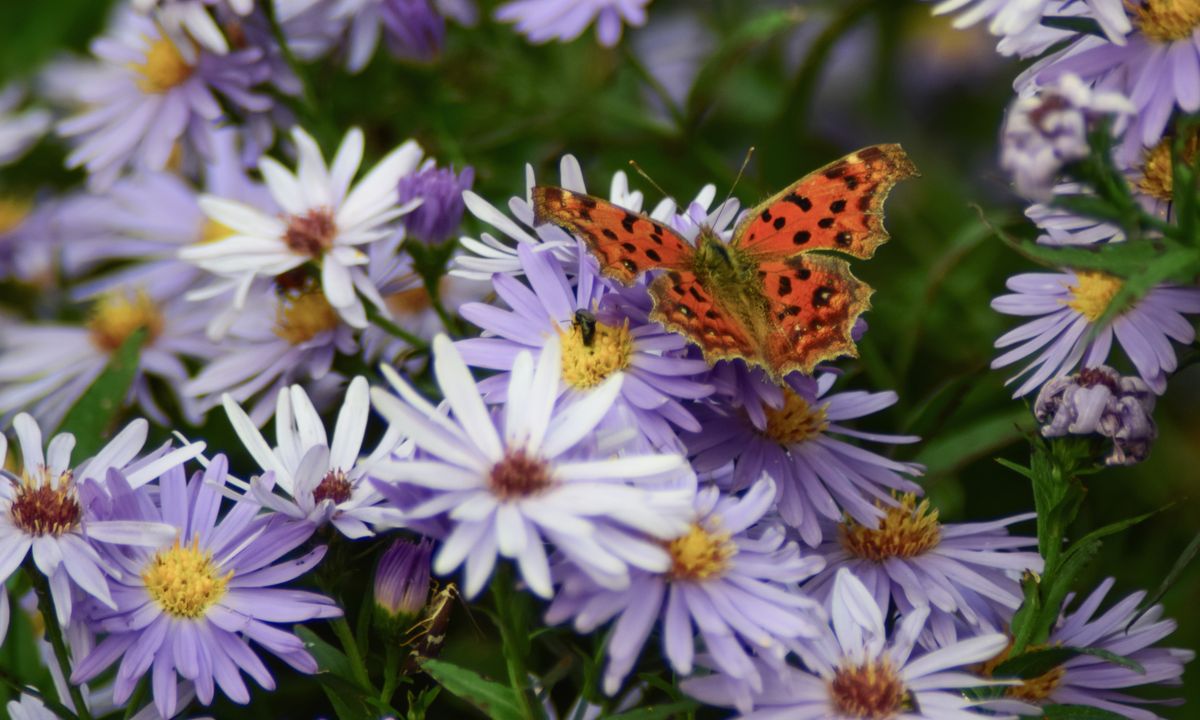Winter Herbs You Can Grow Easily: Basil, Parsley, Mint More