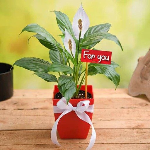 Corporate plant gifting arrangement